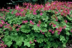 LA GREEN TOUCH - Géranium vivace 'czakor' x6 – entre 0,38 et 0,5m2