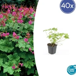 LA GREEN TOUCH - Géranium vivace 'czakor' x6 – entre 0,38 et 0,5m2