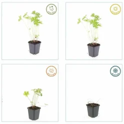 LA GREEN TOUCH - Géranium vivace 'johnson's blue' x6 – entre 0,38 et 0,5m2