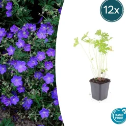 LA GREEN TOUCH - Géranium vivace 'johnson's blue' x6 – entre 0,38 et 0,5m2