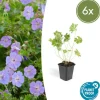 LA GREEN TOUCH - Géranium vivace 'rozanne' x6 – entre 0,38 et 0,5m2