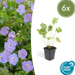 LA GREEN TOUCH - Géranium vivace 'rozanne' x6 – entre 0,38 et 0,5m2