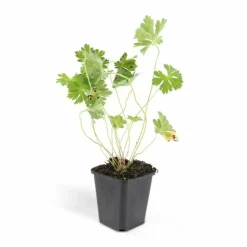 LA GREEN TOUCH - Géranium vivace 'rozanne' x6 – entre 0,38 et 0,5m2