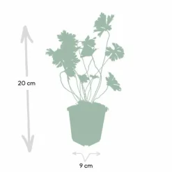 LA GREEN TOUCH - Géranium vivace 'rozanne' x6 – entre 0,38 et 0,5m2