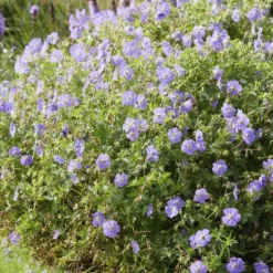 LA GREEN TOUCH - Géranium vivace 'rozanne' x6 – entre 0,38 et 0,5m2