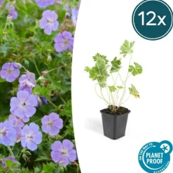 LA GREEN TOUCH - Géranium vivace 'rozanne' x6 – entre 0,38 et 0,5m2