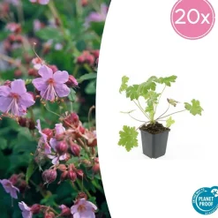 LA GREEN TOUCH - Géranium vivace 'ingwersen's variety' x20 – entre 1,25 et 1,67m2