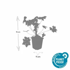 LA GREEN TOUCH - Géranium vivace 'ingwersen's variety' x20 – entre 1,25 et 1,67m2