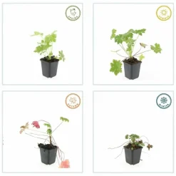 LA GREEN TOUCH - Géranium vivace 'ingwersen's variety' x20 – entre 1,25 et 1,67m2