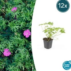 LA GREEN TOUCH - Géranium vivace 'tiny monster' x12 – entre 0,75 et 1m2