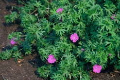 LA GREEN TOUCH - Géranium vivace 'tiny monster' x12 – entre 0,75 et 1m2