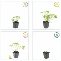 LA GREEN TOUCH - Géranium vivace 'tiny monster' x12 – entre 0,75 et 1m2