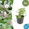LA GREEN TOUCH - Géranium vivace 'biokovo' x6 – entre 0,38 et 0,5m2