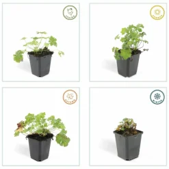 LA GREEN TOUCH - Géranium vivace 'biokovo' x6 – entre 0,38 et 0,5m2