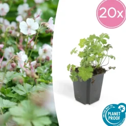 LA GREEN TOUCH - Géranium vivace 'biokovo' x6 – entre 0,38 et 0,5m2