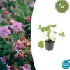 LA GREEN TOUCH - Géranium vivace 'ingwersen's variety' x6 – entre 0,38 et 0,5m2