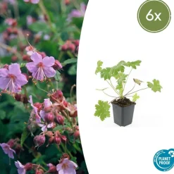 LA GREEN TOUCH - Géranium vivace 'ingwersen's variety' x6 – entre 0,38 et 0,5m2