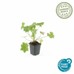 LA GREEN TOUCH - Géranium vivace 'ingwersen's variety' x6 – entre 0,38 et 0,5m2