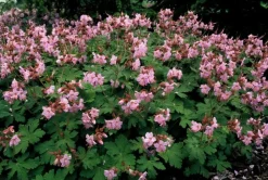 LA GREEN TOUCH - Géranium vivace 'ingwersen's variety' x6 – entre 0,38 et 0,5m2