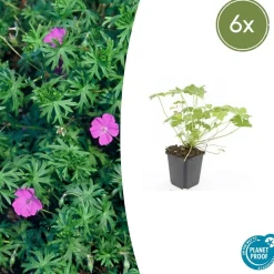 LA GREEN TOUCH - Géranium vivace 'tiny monster' x6 – entre 0,38 et 0,5m2