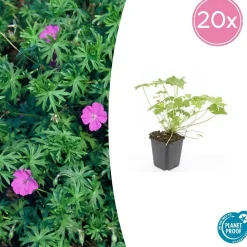 LA GREEN TOUCH - Géranium vivace 'tiny monster' x6 – entre 0,38 et 0,5m2