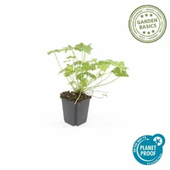LA GREEN TOUCH - Géranium vivace 'czakor' x60 – entre 3,75 et 5m2