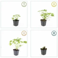 LA GREEN TOUCH - Géranium vivace 'czakor' x60 – entre 3,75 et 5m2