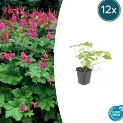 LA GREEN TOUCH - Géranium vivace 'czakor' x60 – entre 3,75 et 5m2