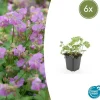 LA GREEN TOUCH - Géranium vivace 'cambridge' x6 – entre 0,38 et 0,5m2