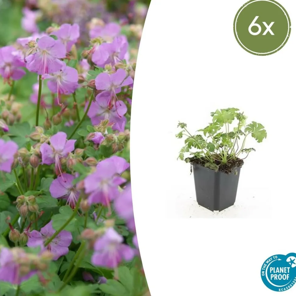 LA GREEN TOUCH - Géranium vivace 'cambridge' x6 – entre 0,38 et 0,5m2