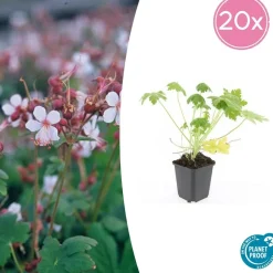 LA GREEN TOUCH - Géranium vivace 'spessart' x20 – entre 1,25 et 1,67m2