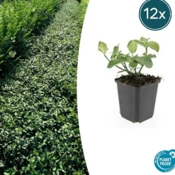 LA GREEN TOUCH - Géranium vivace 'spessart' x20 – entre 1,25 et 1,67m2