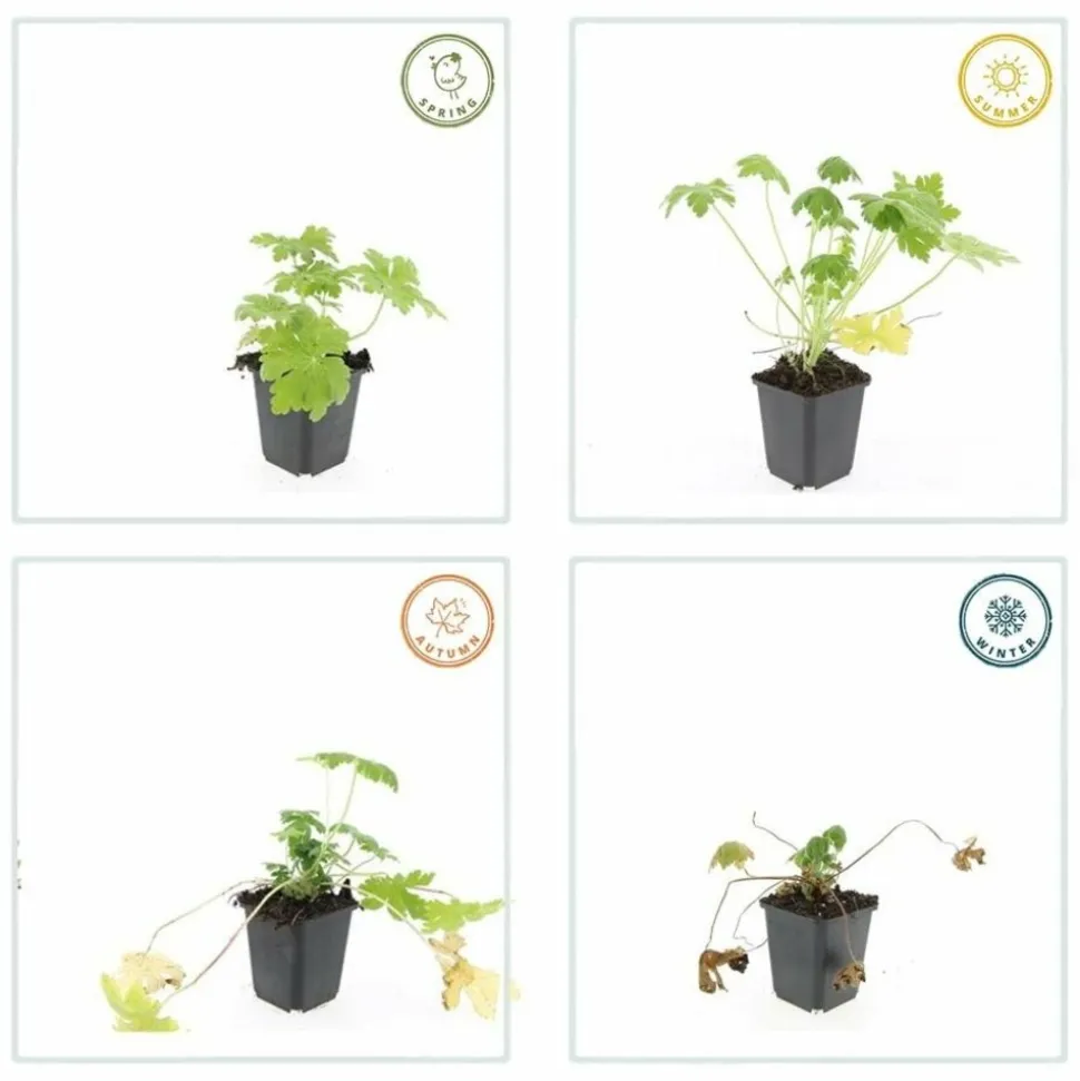 LA GREEN TOUCH - Géranium vivace 'spessart' x20 – entre 1,25 et 1,67m2