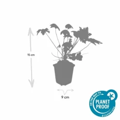 LA GREEN TOUCH - Géranium vivace 'spessart' x20 – entre 1,25 et 1,67m2