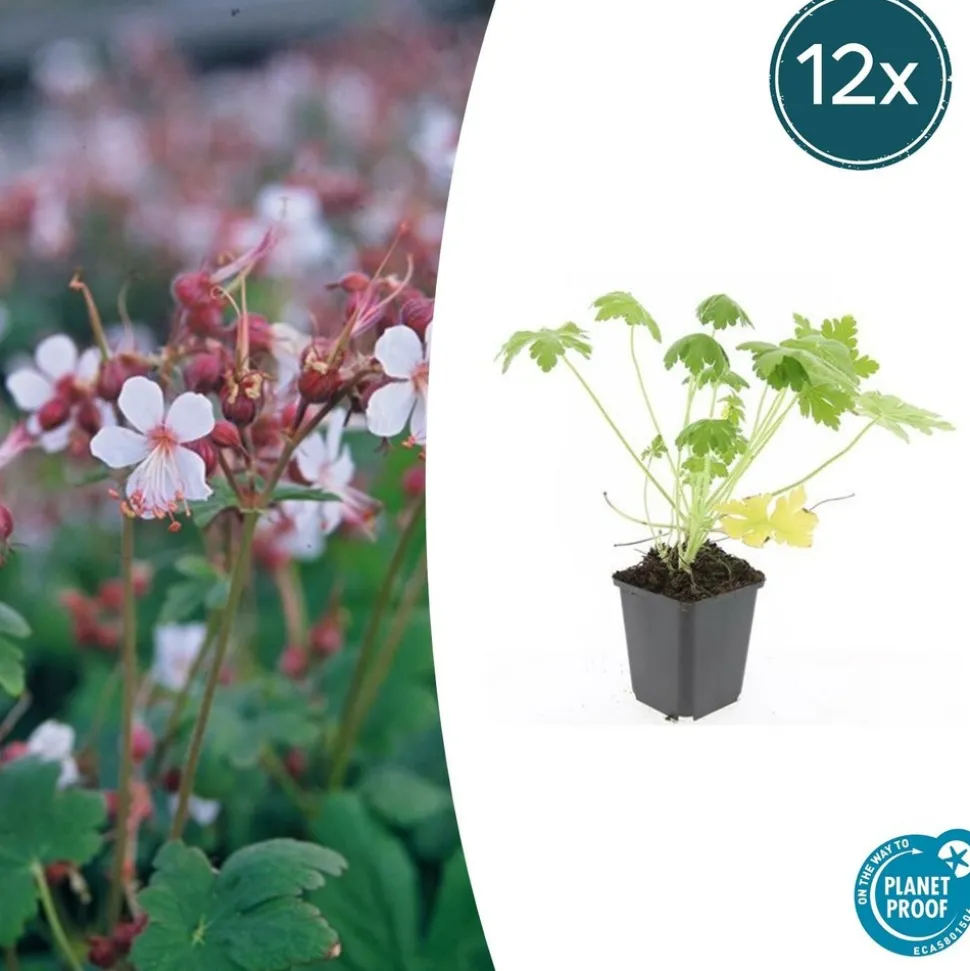 LA GREEN TOUCH - Géranium vivace 'spessart' x20 – entre 1,25 et 1,67m2