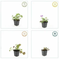 LA GREEN TOUCH - Géranium vivace 'cambridge' x60 – entre 3,75 et 5m2