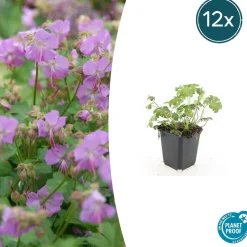 LA GREEN TOUCH - Géranium vivace 'cambridge' x60 – entre 3,75 et 5m2