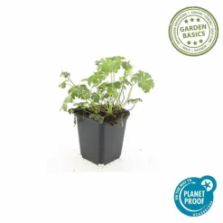 LA GREEN TOUCH - Géranium vivace 'cambridge' x12 – entre 0,75 et 1m2