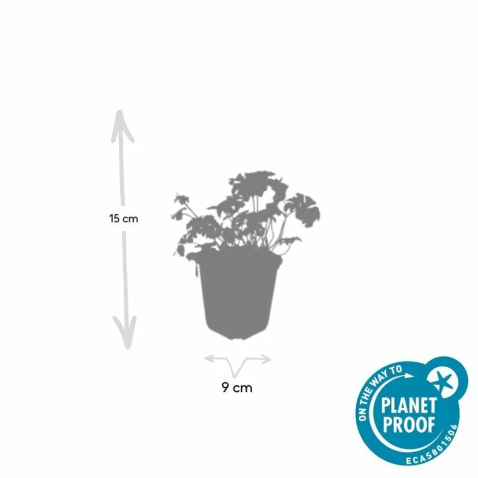 LA GREEN TOUCH - Géranium vivace 'cambridge' x12 – entre 0,75 et 1m2