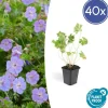 LA GREEN TOUCH - Géranium vivace 'rozanne' x40 – entre 2,5 et 3,33m2