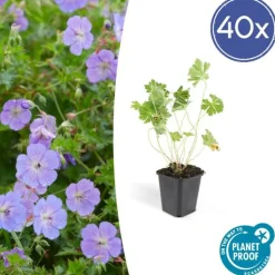 LA GREEN TOUCH - Géranium vivace 'rozanne' x40 – entre 2,5 et 3,33m2
