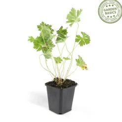 LA GREEN TOUCH - Géranium vivace 'rozanne' x40 – entre 2,5 et 3,33m2