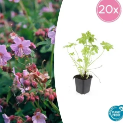 LA GREEN TOUCH - Géranium vivace macrorrhizum x12 – entre 0,75 et 1m2