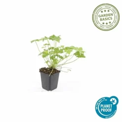 LA GREEN TOUCH - Géranium vivace 'tiny monster' x20 – entre 1,25 et 1,67m2