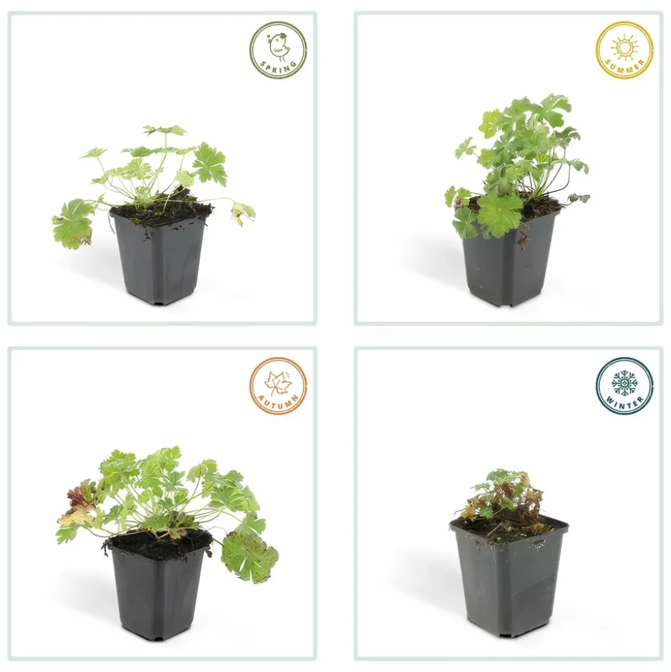 LA GREEN TOUCH - Géranium vivace 'biokovo' x12 – entre 0,75 et 1m2