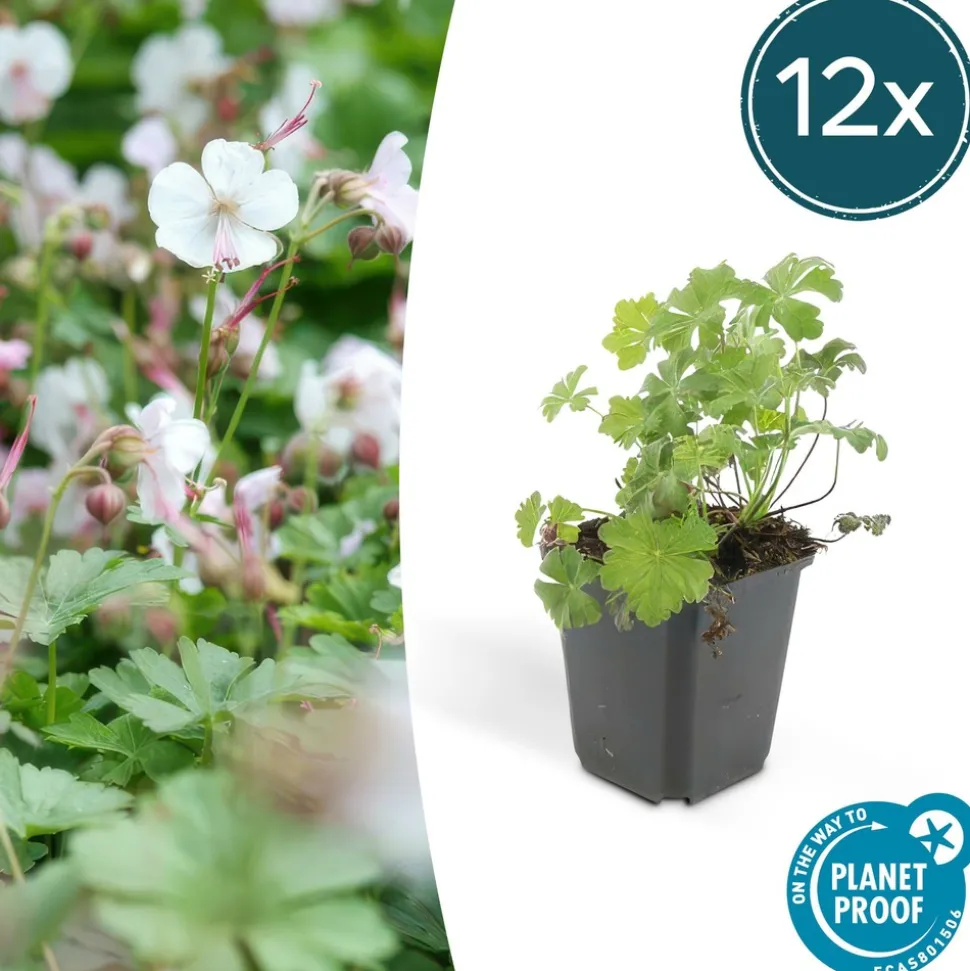 LA GREEN TOUCH - Géranium vivace 'biokovo' x12 – entre 0,75 et 1m2