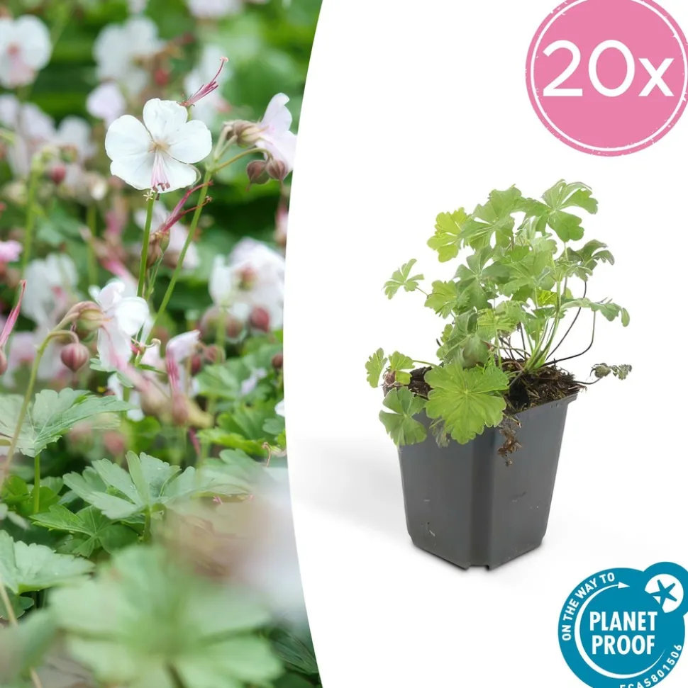 LA GREEN TOUCH - Géranium vivace 'biokovo' x12 – entre 0,75 et 1m2