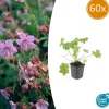 LA GREEN TOUCH - Géranium vivace 'ingwersen's variety' x60 – entre 3,75 et 5m2