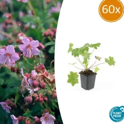 LA GREEN TOUCH - Géranium vivace 'ingwersen's variety' x60 – entre 3,75 et 5m2