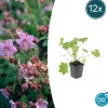 LA GREEN TOUCH - Géranium vivace 'ingwersen's variety' x12 – entre 0,75 et 1m2